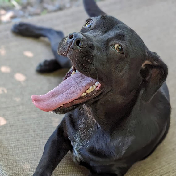 Jasper, an adoptable Boxer, Labrador Retriever in Mission, TX, 78574 | Photo Image 2