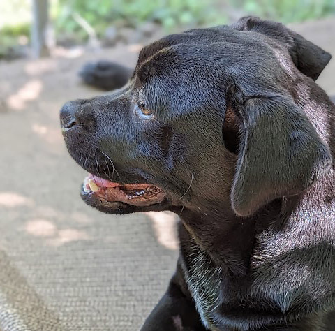 Jasper, an adoptable Boxer, Labrador Retriever in Mission, TX, 78574 | Photo Image 3