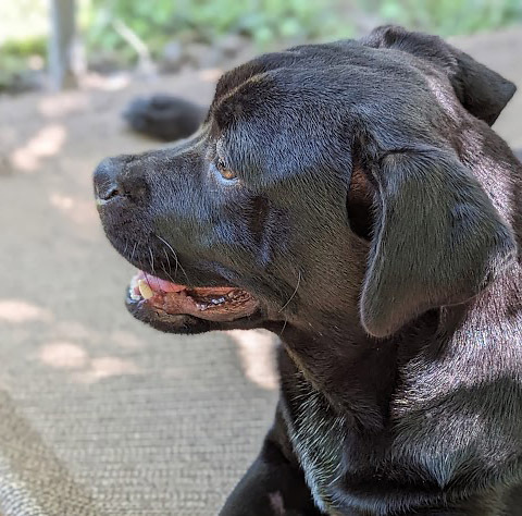 Jasper D, an adoptable Boxer, Labrador Retriever in Mission, TX, 78574 | Photo Image 3