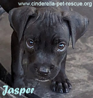 Jasper D
