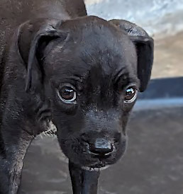 Jasper D, an adoptable Boxer, Labrador Retriever in Mission, TX, 78574 | Photo Image 5