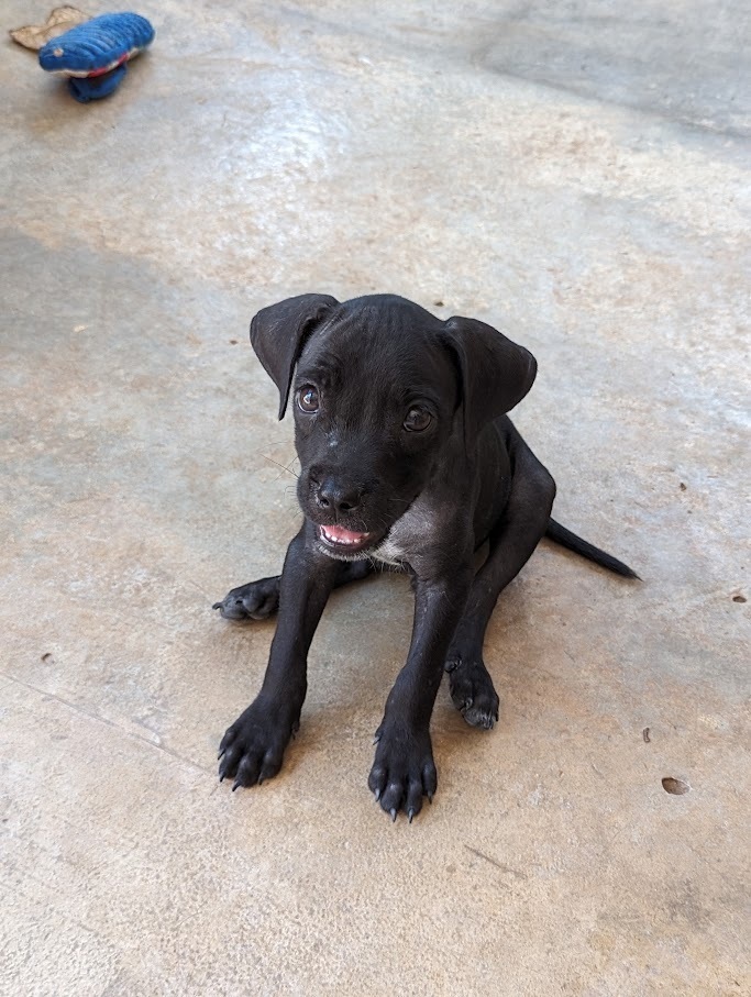 Jasper D, an adoptable Boxer, Labrador Retriever in Mission, TX, 78574 | Photo Image 6