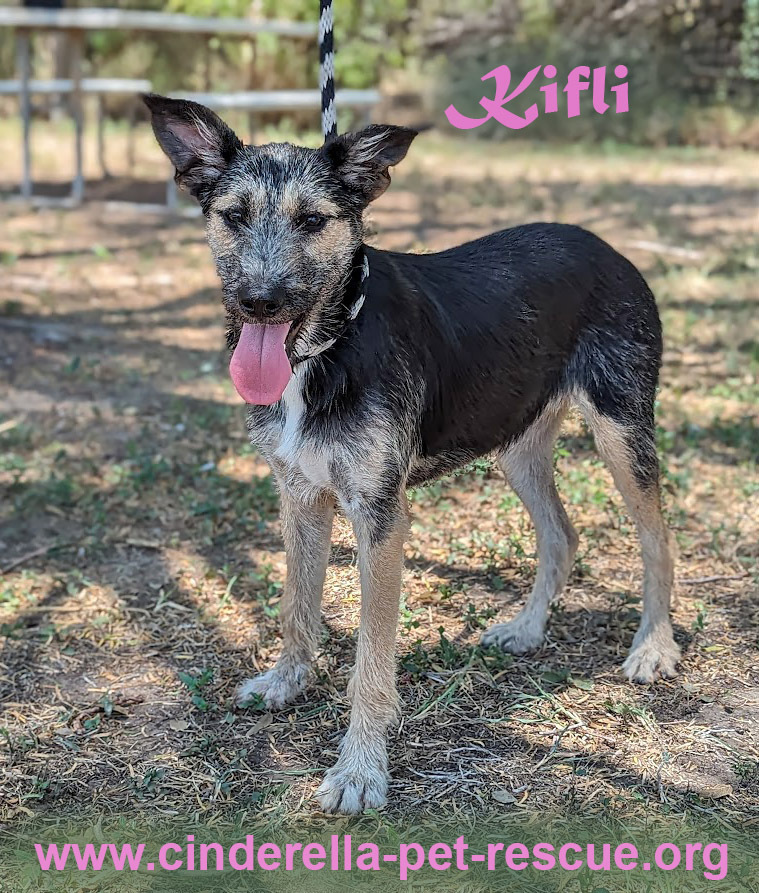 Kifli, an adoptable Schnauzer, Terrier in Mission, TX, 78574 | Photo Image 1