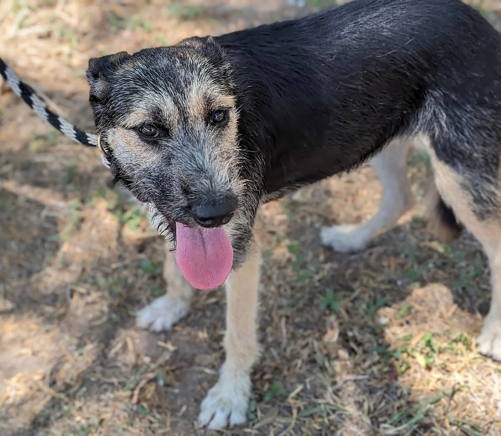 Kifli, an adoptable Schnauzer, Terrier in Mission, TX, 78574 | Photo Image 2