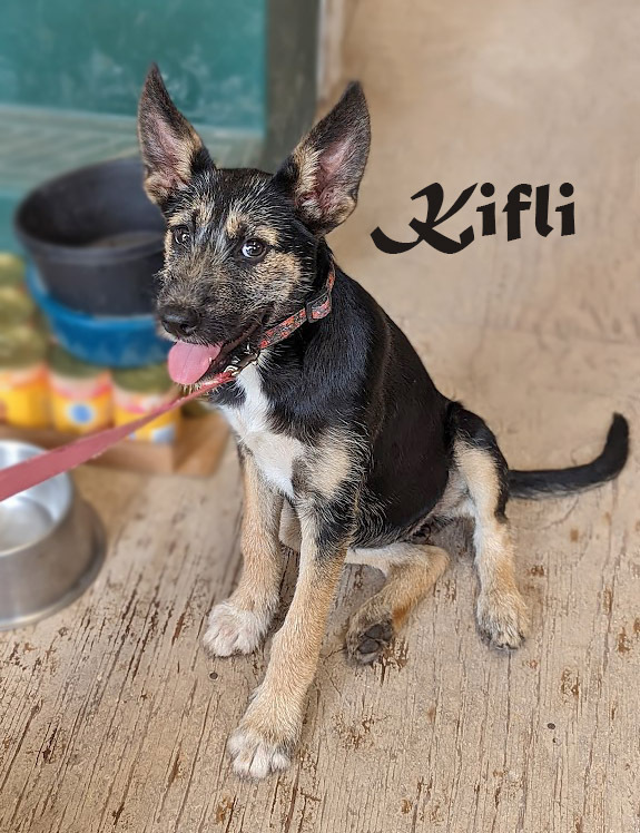 Kifli, an adoptable Schnauzer, Terrier in Mission, TX, 78574 | Photo Image 3