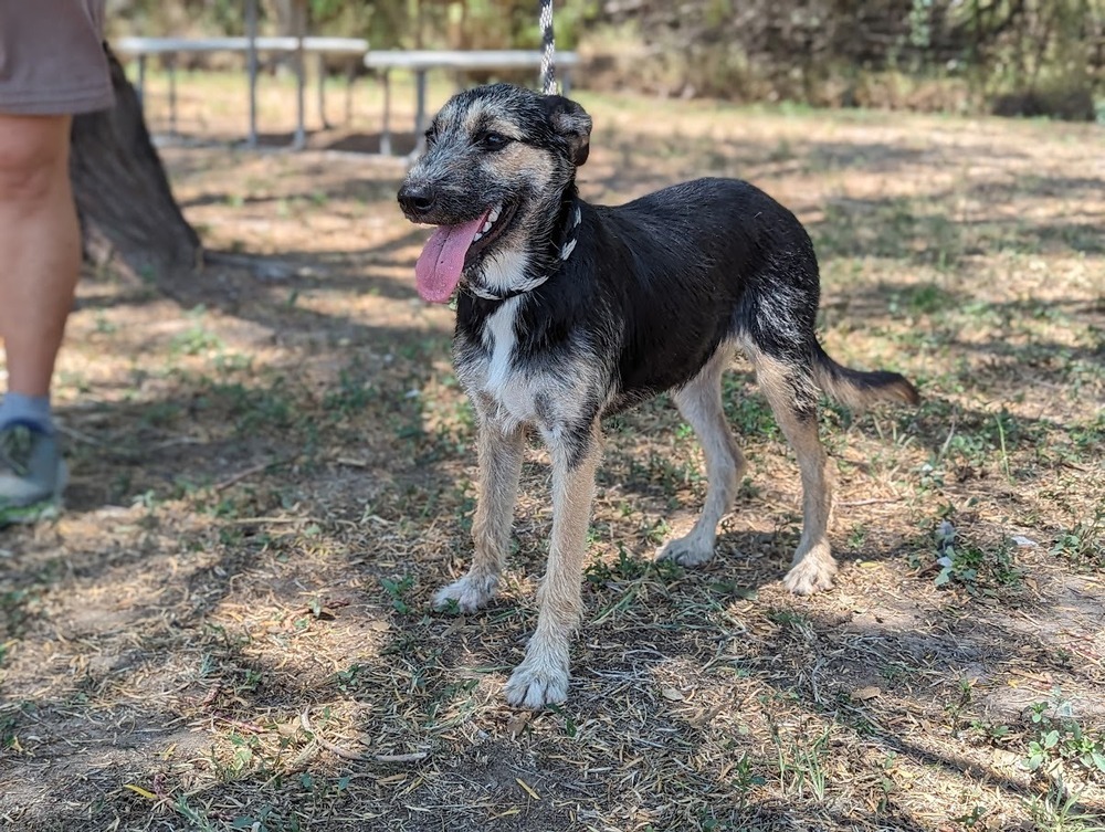 Kifli, an adoptable Schnauzer, Terrier in Mission, TX, 78574 | Photo Image 4