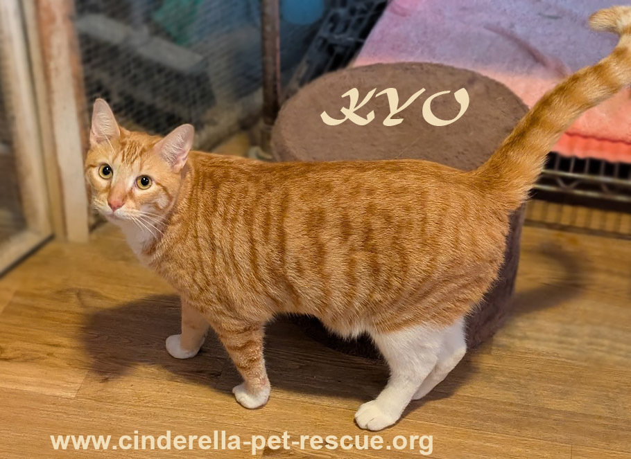 Kyo, an adoptable Domestic Short Hair in Mission, TX, 78574 | Photo Image 1