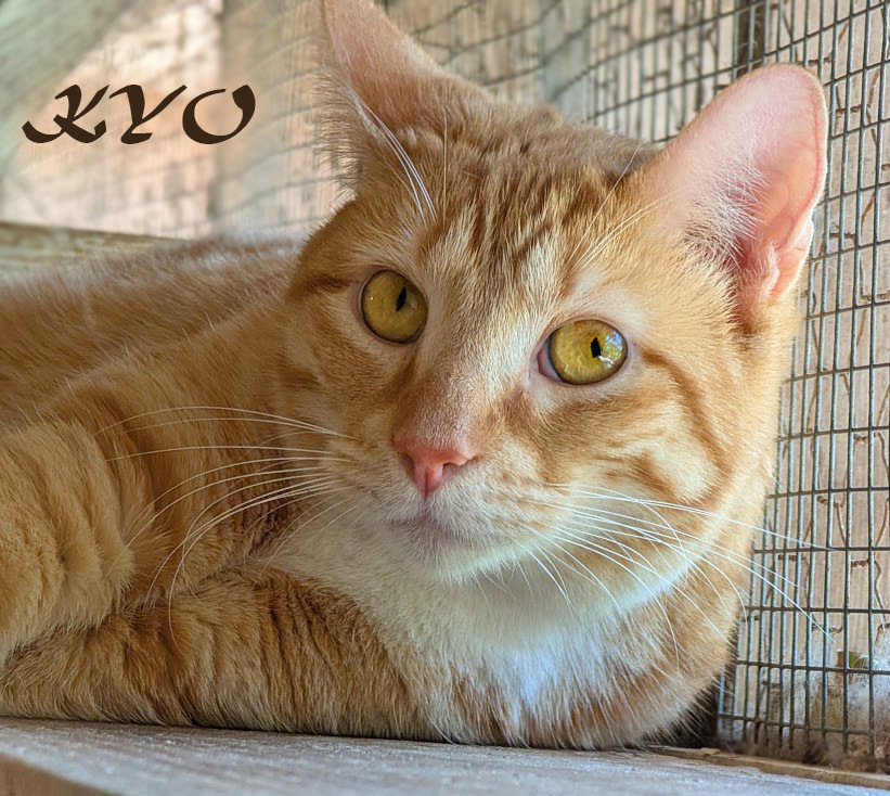 Kyo