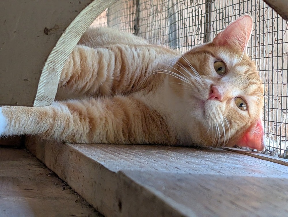 Kyo, an adoptable Domestic Short Hair in Mission, TX, 78574 | Photo Image 4