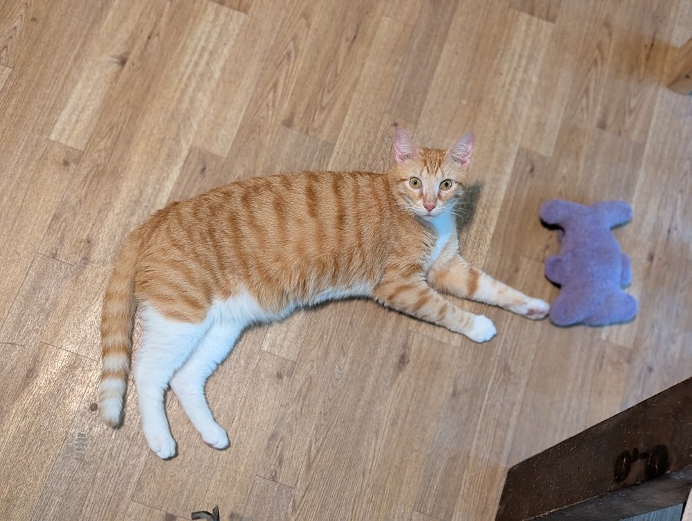 Kyo, an adoptable Domestic Short Hair in Mission, TX, 78574 | Photo Image 6