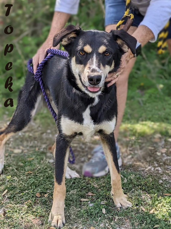 Topeka, an adoptable Shepherd in Mission, TX, 78574 | Photo Image 1