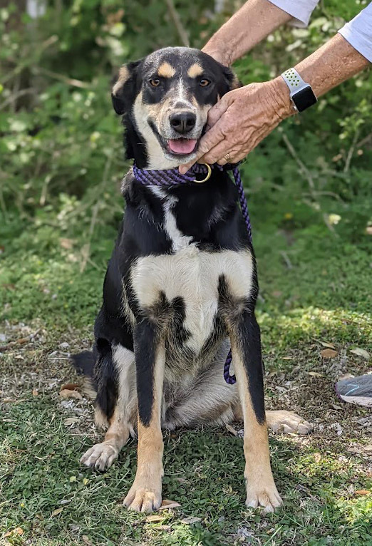 Topeka, an adoptable Shepherd in Mission, TX, 78574 | Photo Image 2