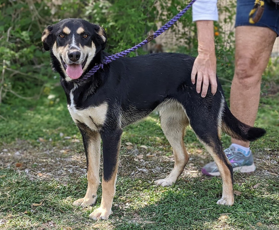 Topeka, an adoptable Shepherd in Mission, TX, 78574 | Photo Image 3