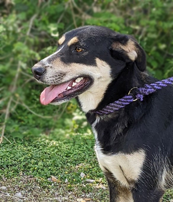 Topeka, an adoptable Shepherd in Mission, TX, 78574 | Photo Image 4