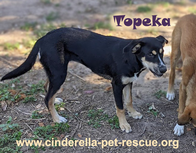 Topeka, an adoptable Shepherd in Mission, TX, 78574 | Photo Image 6