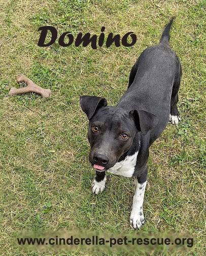 Domino, an adoptable Terrier, Dalmatian in Mission, TX, 78574 | Photo Image 1