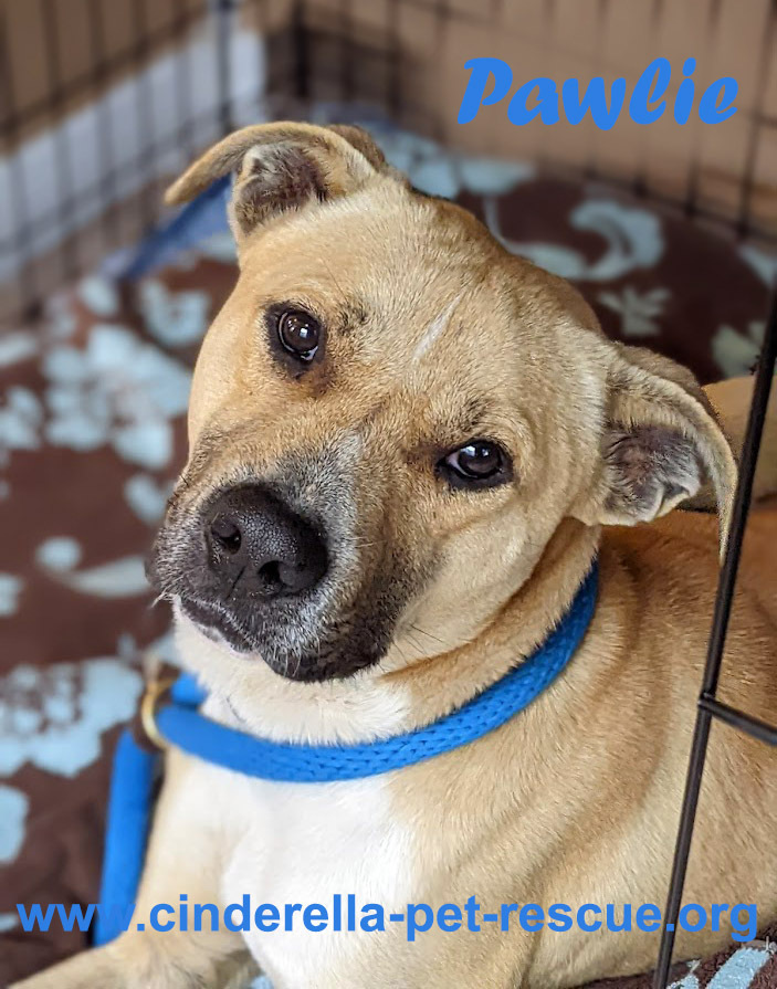 Pawlie, an adoptable Labrador Retriever, Pit Bull Terrier in Mission, TX, 78574 | Photo Image 1