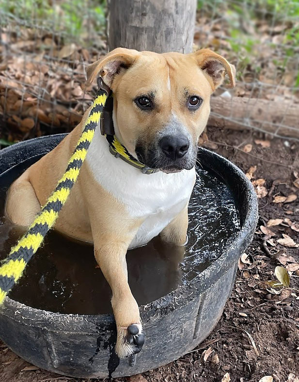 Pawlie, an adoptable Labrador Retriever, Pit Bull Terrier in Mission, TX, 78574 | Photo Image 4