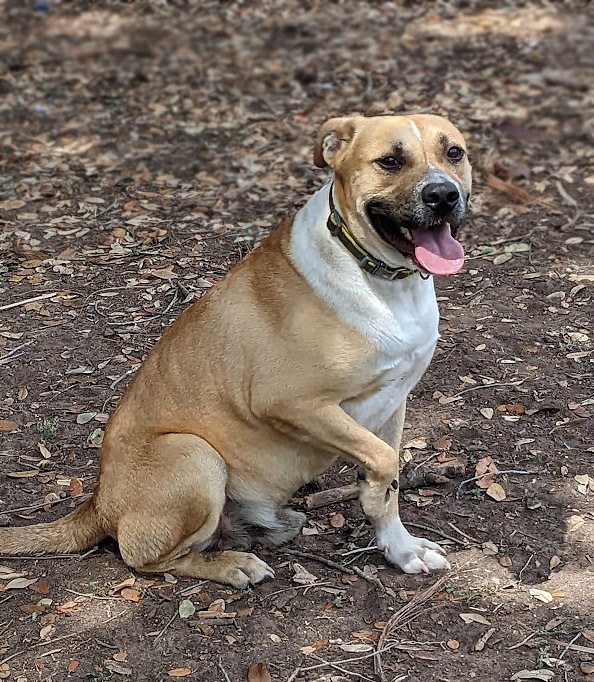 Pawlie, an adoptable Labrador Retriever, Pit Bull Terrier in Mission, TX, 78574 | Photo Image 6