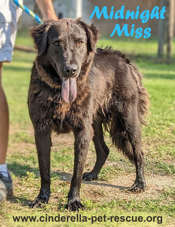 Midnight Miss, an adoptable Flat-Coated Retriever, Shar-Pei in Mission, TX, 78574 | Photo Image 1