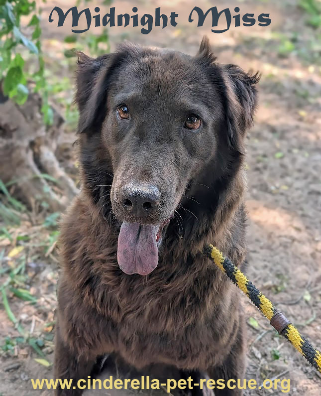 Midnight Miss, an adoptable Flat-Coated Retriever, Shar-Pei in Mission, TX, 78574 | Photo Image 1