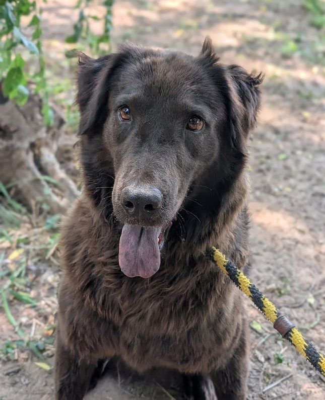 Midnight Miss, an adoptable Flat-Coated Retriever, Shar-Pei in Mission, TX, 78574 | Photo Image 2