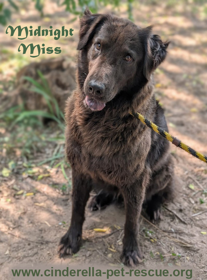 Midnight Miss, an adoptable Flat-Coated Retriever, Shar-Pei in Mission, TX, 78574 | Photo Image 2