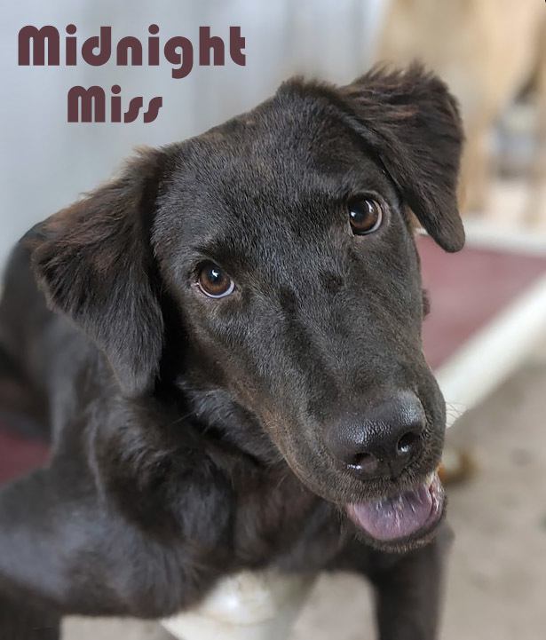 Midnight Miss, an adoptable Flat-Coated Retriever, Shar-Pei in Mission, TX, 78574 | Photo Image 3