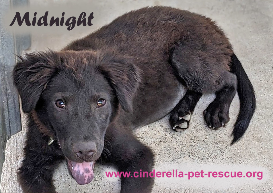 Midnight Miss, an adoptable Flat-Coated Retriever, Shar-Pei in Mission, TX, 78574 | Photo Image 4