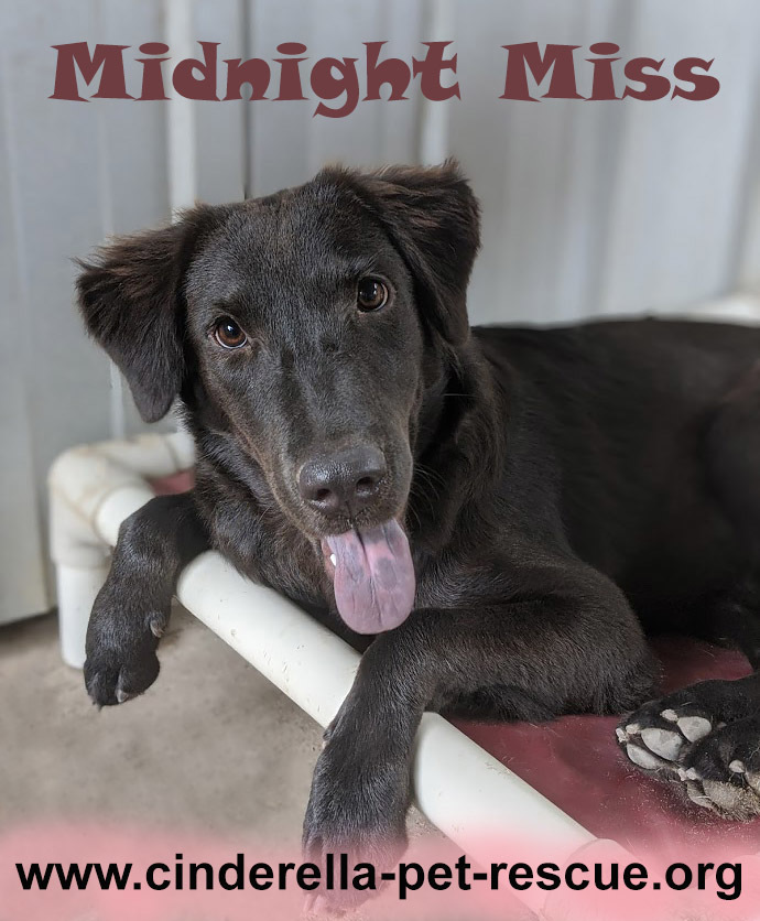 Midnight Miss, an adoptable Flat-Coated Retriever, Shar-Pei in Mission, TX, 78574 | Photo Image 4