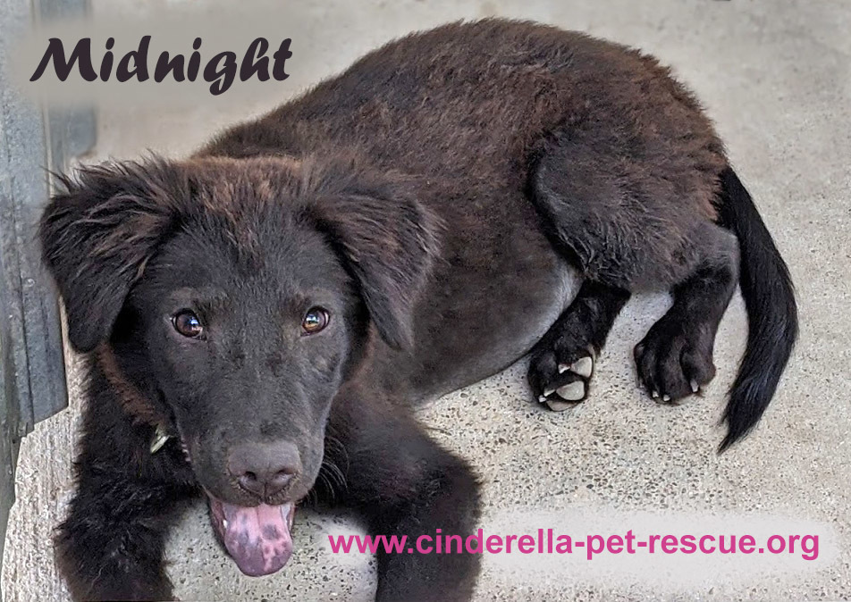 Midnight Miss, an adoptable Flat-Coated Retriever, Shar-Pei in Mission, TX, 78574 | Photo Image 6