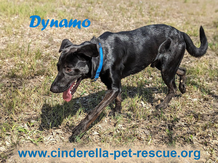 Dynamo, an adoptable Labrador Retriever, Shepherd in Mission, TX, 78574 | Photo Image 1