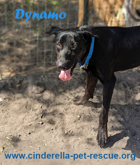 Dynamo, an adoptable Labrador Retriever, Shepherd in Mission, TX, 78574 | Photo Image 2