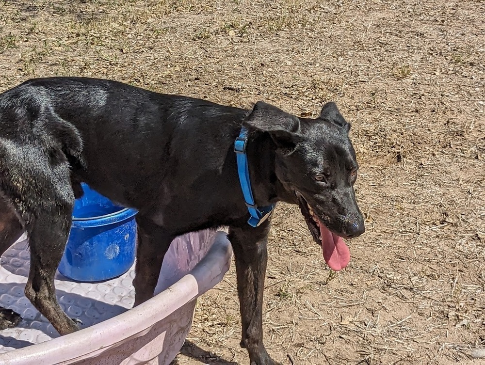 Dynamo, an adoptable Labrador Retriever, Shepherd in Mission, TX, 78574 | Photo Image 3