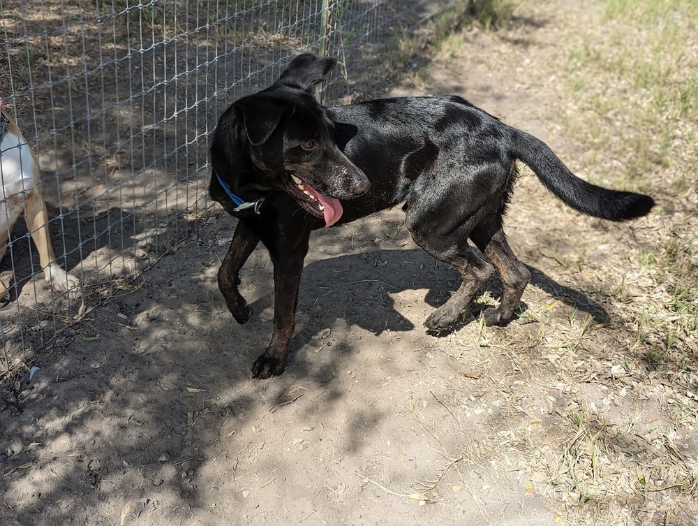 Dynamo, an adoptable Labrador Retriever, Shepherd in Mission, TX, 78574 | Photo Image 4