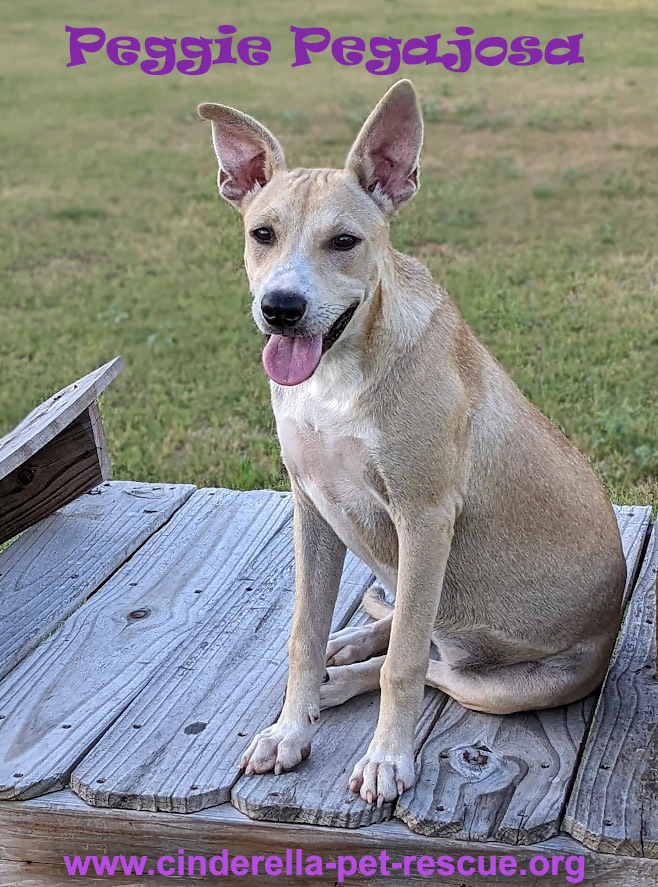 Peggie Pegajosa, an adoptable Labrador Retriever, Terrier in Mission, TX, 78574 | Photo Image 1