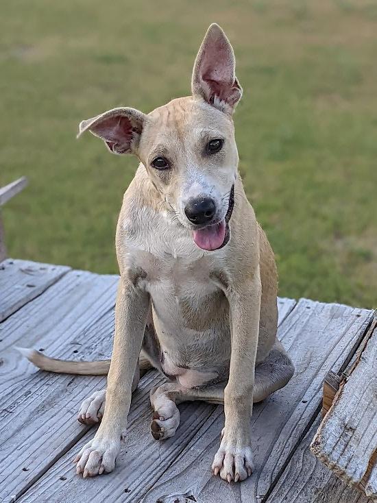 Peggie Pegajosa, an adoptable Labrador Retriever, Terrier in Mission, TX, 78574 | Photo Image 2