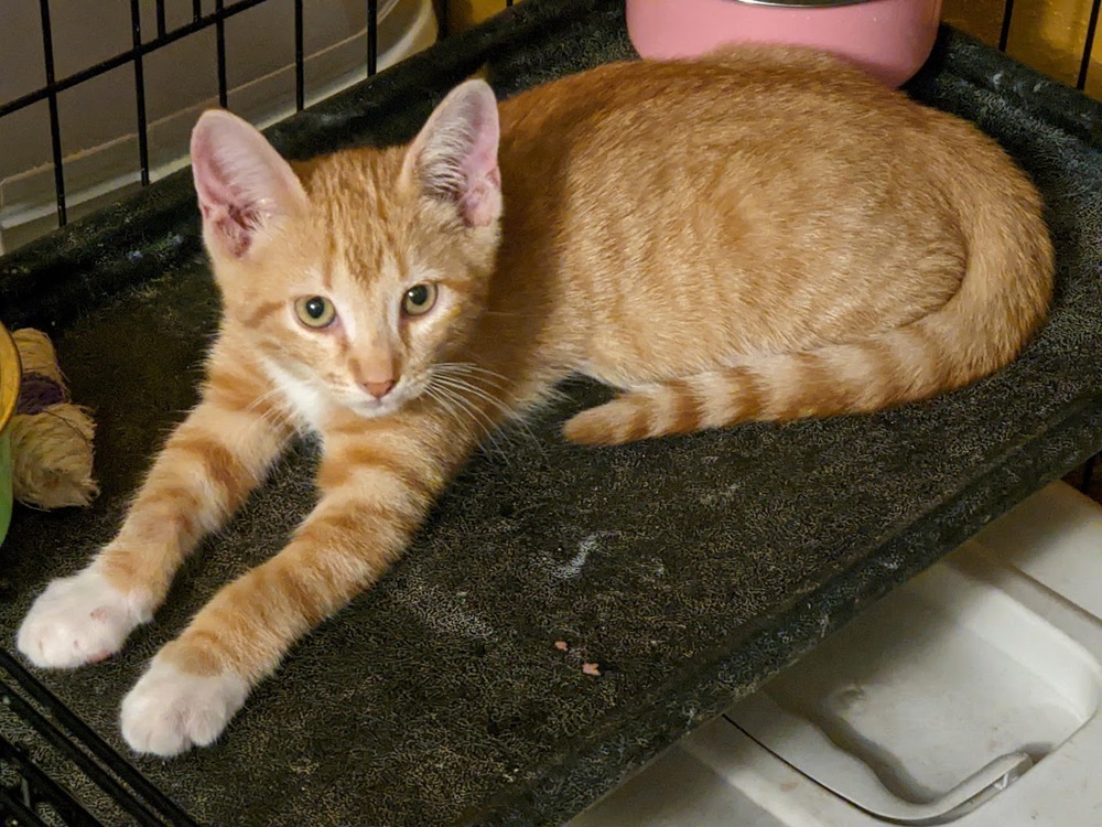 Sherbet, an adoptable Domestic Short Hair in Mission, TX, 78574 | Photo Image 1