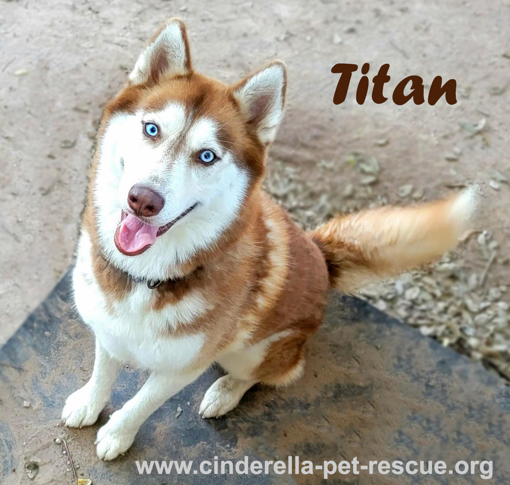 Titan, an adoptable Husky in Mission, TX, 78574 | Photo Image 1