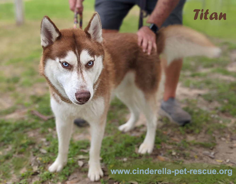 Titan, an adoptable Husky in Mission, TX, 78574 | Photo Image 2