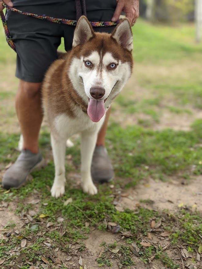 Titan, an adoptable Husky in Mission, TX, 78574 | Photo Image 3