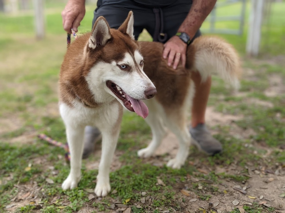 Titan, an adoptable Husky in Mission, TX, 78574 | Photo Image 4