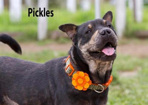 Pickles, an adoptable Shar-Pei, Labrador Retriever in Mission, TX, 78574 | Photo Image 1