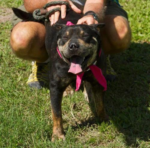 Pickles, an adoptable Shar-Pei, Labrador Retriever in Mission, TX, 78574 | Photo Image 2