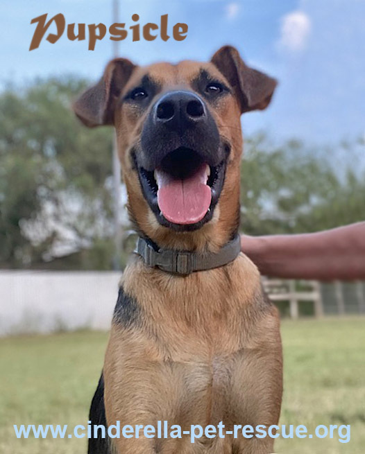 Pupsicle, an adoptable Shepherd in Mission, TX, 78574 | Photo Image 1