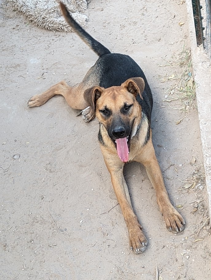 Pupsicle, an adoptable Shepherd in Mission, TX, 78574 | Photo Image 2