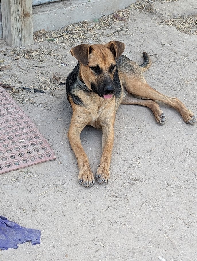 Pupsicle, an adoptable Shepherd in Mission, TX, 78574 | Photo Image 3