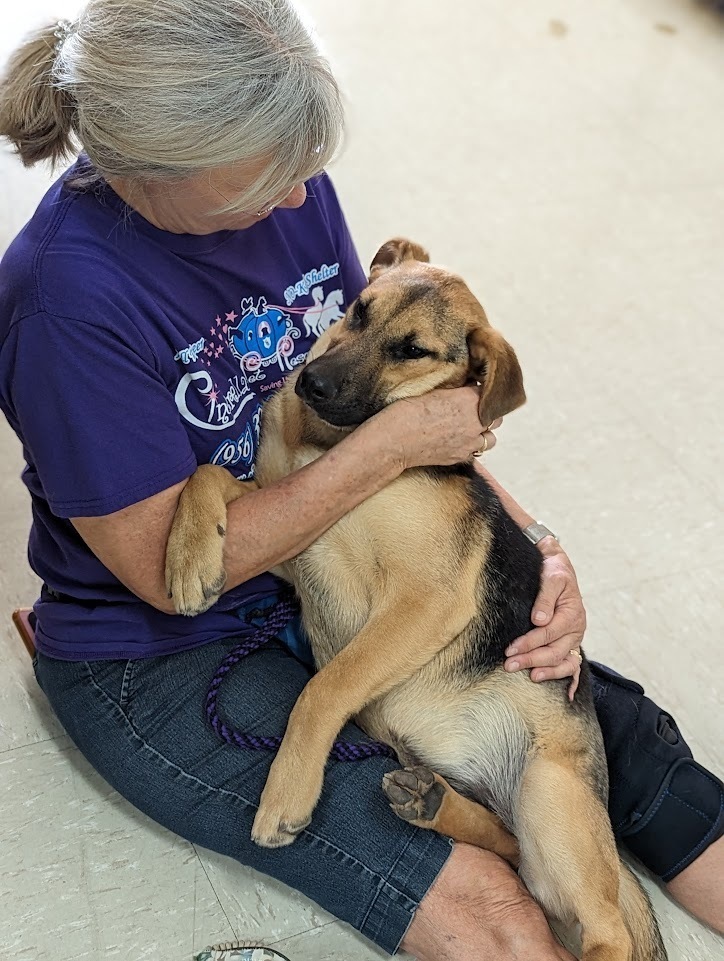 Pupsicle, an adoptable Shepherd in Mission, TX, 78574 | Photo Image 4