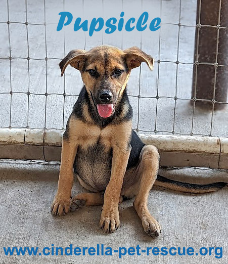 Pupsicle, an adoptable Shepherd in Mission, TX, 78574 | Photo Image 5