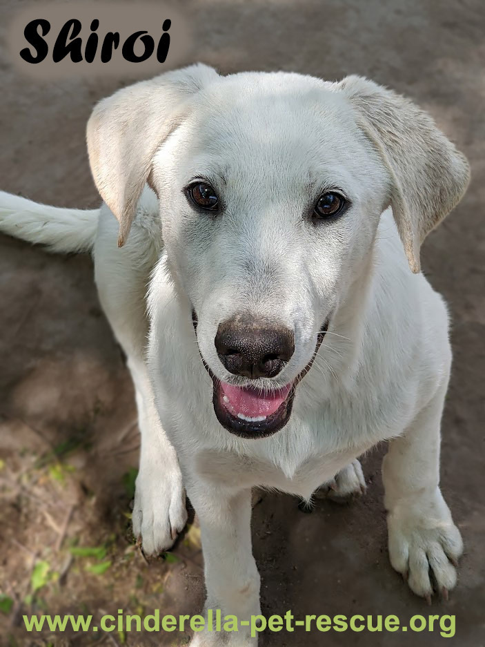 Shiroi, an adoptable Labrador Retriever, Great Pyrenees in Mission, TX, 78574 | Photo Image 1